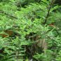 Taxodium Distichum, Bald Cypress Seed 300 PCS, Luoyu Shan