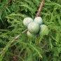 Taxodium Distichum, Bald Cypress Seed 300 PCS, Luoyu Shan