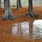 Taxodium Distichum, Bald Cypress Seed 300 PCS, Luoyu Shan