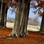 Taxodium Distichum, Bald Cypress Seed 300 PCS, Luoyu Shan