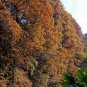 Taxodium Distichum, Bald Cypress Seed 300 PCS, Luoyu Shan