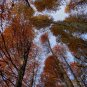 Taxodium Distichum, Bald Cypress Seed 300 PCS, Luoyu Shan