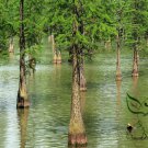 Taxodium Ascendens, Pond Cypress Seed 300 PCS, Chi Shan