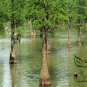 Taxodium Ascendens, Pond Cypress Seed 300 PCS, Chi Shan