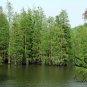 Taxodium Ascendens, Pond Cypress Seed 300 PCS, Chi Shan