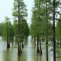 Taxodium Ascendens, Pond Cypress Seed 300 PCS, Chi Shan