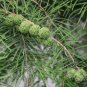 Taxodium Ascendens, Pond Cypress Seed 300 PCS, Chi Shan