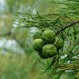 Taxodium Ascendens, Pond Cypress Seed 300 PCS, Chi Shan