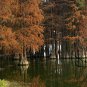 Taxodium Ascendens, Pond Cypress Seed 300 PCS, Chi Shan