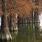 Taxodium Ascendens, Pond Cypress Seed 300 PCS, Chi Shan