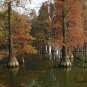 Taxodium Ascendens, Pond Cypress Seed 300 PCS, Chi Shan