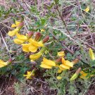 Tapiscia Sinensis, Garden Geen Yin Que Shu 1000 PCS, Ying Jiao Shu