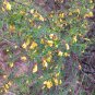 Tapiscia Sinensis, Garden Geen Yin Que Shu 1000 PCS, Ying Jiao Shu