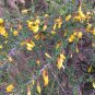Tapiscia Sinensis, Garden Geen Yin Que Shu 1000 PCS, Ying Jiao Shu