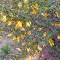 Tapiscia Sinensis, Garden Geen Yin Que Shu 1000 PCS, Ying Jiao Shu