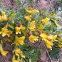 Tapiscia Sinensis, Garden Geen Yin Que Shu 1000 PCS, Ying Jiao Shu