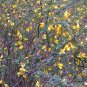 Tapiscia Sinensis, Garden Geen Yin Que Shu 1000 PCS, Ying Jiao Shu