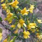 Tapiscia Sinensis, Garden Geen Yin Que Shu 1000 PCS, Ying Jiao Shu