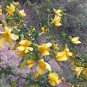 Tapiscia Sinensis, Garden Geen Yin Que Shu 1000 PCS, Ying Jiao Shu
