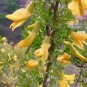 Tapiscia Sinensis, Garden Geen Yin Que Shu 1000 PCS, Ying Jiao Shu