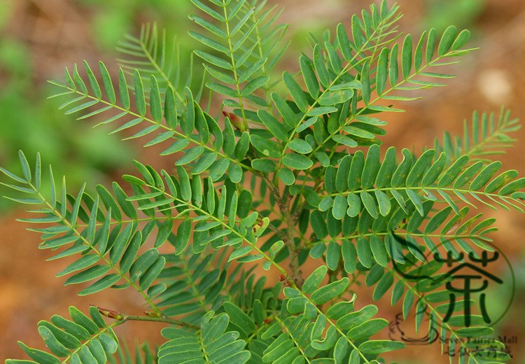 Tamarindus Indica, Tamarind Tree Seed 200 PCS, Suan Jiao