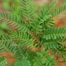 Tamarindus Indica, Tamarind Tree Seed 200 PCS, Suan Jiao