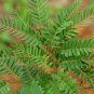 Tamarindus Indica, Tamarind Tree Seed 200 PCS, Suan Jiao