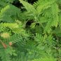 Tamarindus Indica, Tamarind Tree Seed 200 PCS, Suan Jiao