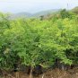 Tamarindus Indica, Tamarind Tree Seed 200 PCS, Suan Jiao