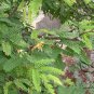 Tamarindus Indica, Tamarind Tree Seed 200 PCS, Suan Jiao