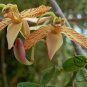 Tamarindus Indica, Tamarind Tree Seed 200 PCS, Suan Jiao