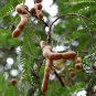 Tamarindus Indica, Tamarind Tree Seed 200 PCS, Suan Jiao