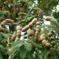 Tamarindus Indica, Tamarind Tree Seed 200 PCS, Suan Jiao