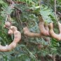 Tamarindus Indica, Tamarind Tree Seed 200 PCS, Suan Jiao