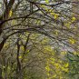 Tabebuia Chrysantha, Yellow Ipe Seed 200 PCS, Huanghua Fengling Mu