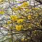 Tabebuia Chrysantha, Yellow Ipe Seed 200 PCS, Huanghua Fengling Mu
