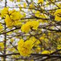 Tabebuia Chrysantha, Yellow Ipe Seed 200 PCS, Huanghua Fengling Mu