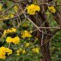 Tabebuia Chrysantha, Yellow Ipe Seed 200 PCS, Huanghua Fengling Mu