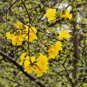 Tabebuia Chrysantha, Yellow Ipe Seed 200 PCS, Huanghua Fengling Mu