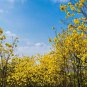 Tabebuia Chrysantha, Yellow Ipe Seed 200 PCS, Huanghua Fengling Mu