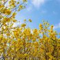 Tabebuia Chrysantha, Yellow Ipe Seed 200 PCS, Huanghua Fengling Mu