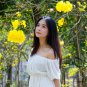 Tabebuia Chrysantha, Yellow Ipe Seed 200 PCS, Huanghua Fengling Mu