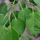 Syringa Reticulata, Japanese Tree Lilac Seed 1000 PCS, Bao Ma Ding Xiang