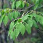 Syringa Reticulata, Japanese Tree Lilac Seed 1000 PCS, Bao Ma Ding Xiang