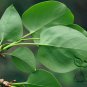 Syringa Reticulata, Japanese Tree Lilac Seed 1000 PCS, Bao Ma Ding Xiang