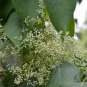 Syringa Reticulata, Japanese Tree Lilac Seed 1000 PCS, Bao Ma Ding Xiang
