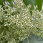 Syringa Reticulata, Japanese Tree Lilac Seed 1000 PCS, Bao Ma Ding Xiang