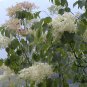 Syringa Reticulata, Japanese Tree Lilac Seed 1000 PCS, Bao Ma Ding Xiang