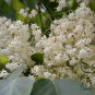 Syringa Reticulata, Japanese Tree Lilac Seed 1000 PCS, Bao Ma Ding Xiang
