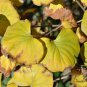 Syringa Reticulata, Japanese Tree Lilac Seed 1000 PCS, Bao Ma Ding Xiang
